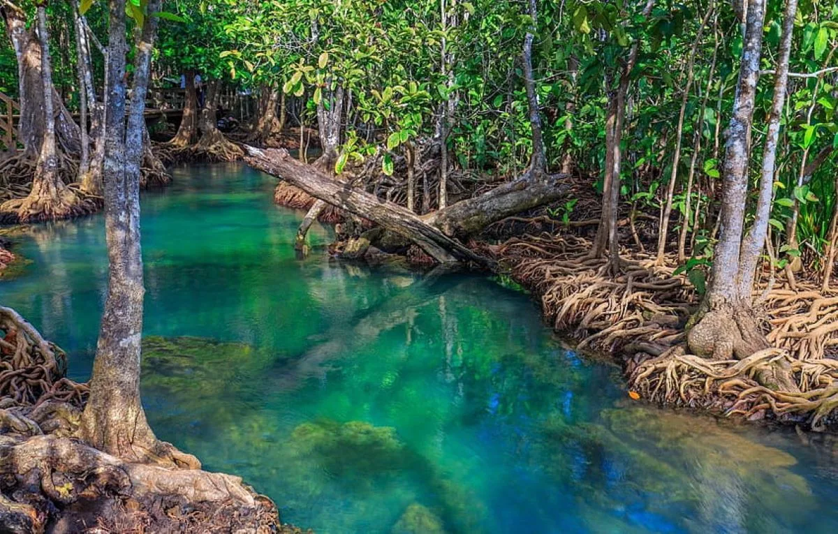 “Mangrove Conservation: Guardians of Coastal Biodiversity”